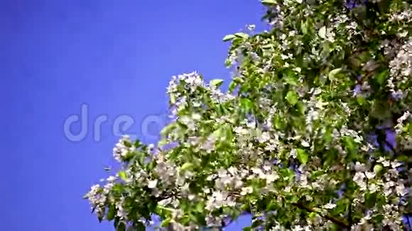在晴朗的蓝天上盛开的苹果树视频的预览图