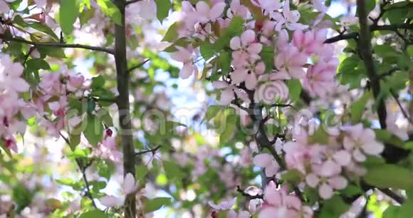 苹果树花开春天在树上开花春天的树开着粉红色和红色花瓣的花视频的预览图