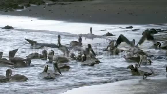 4K难以置信的野生动物镜头在哥斯达黎加的海滩觅食视频的预览图