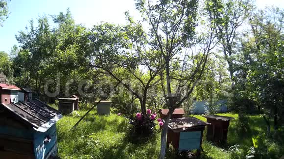 蜜蜂在乌克兰城市的花园里飞入蓝色的蜂巢木箱视频的预览图