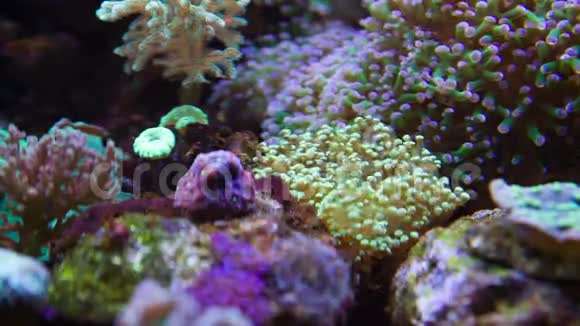 五颜六色的水下植物视频的预览图