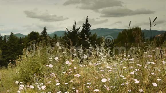 法国兰格多克的吉格纳克野生草本植物视频的预览图