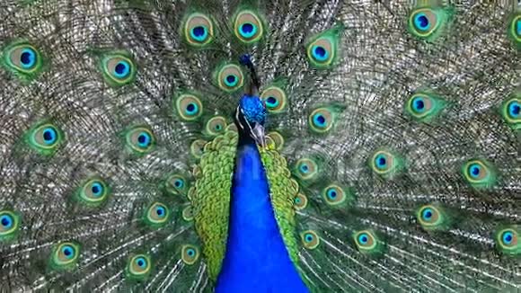 印度孔雀或蓝色孔雀孔雀一种颜色鲜艳的大鸟视频的预览图