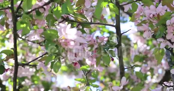 春天的树开着粉红色和红色花瓣的花春天在树上开花苹果树花开视频的预览图