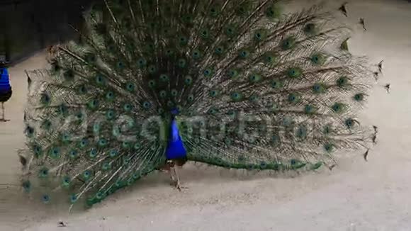 印度孔雀或蓝色孔雀孔雀一种颜色鲜艳的大鸟视频的预览图