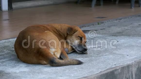 无家可归的红狗躺在沥青路上泰国芭堤雅视频的预览图