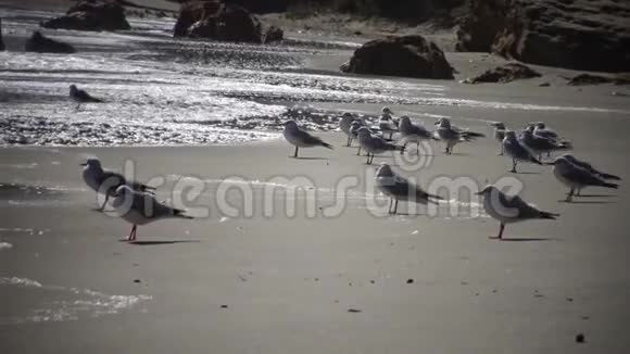 暴风雨中海鸥的海鸟视频的预览图