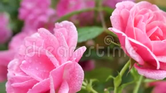 两朵粉色玫瑰特写镜头移动与一朵玫瑰到另一朵视频的预览图