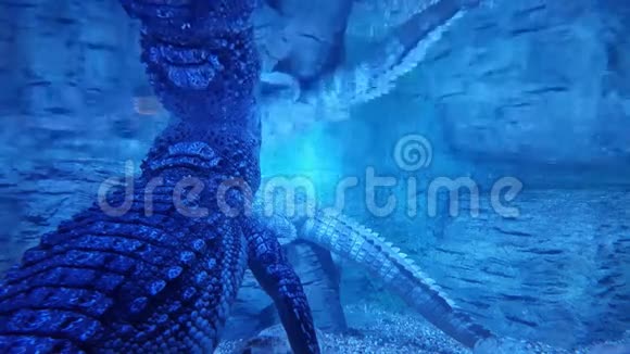 鳄鱼在水族馆的水下视频的预览图