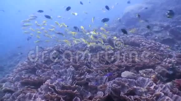 菲律宾海底世界野生动物学校视频的预览图