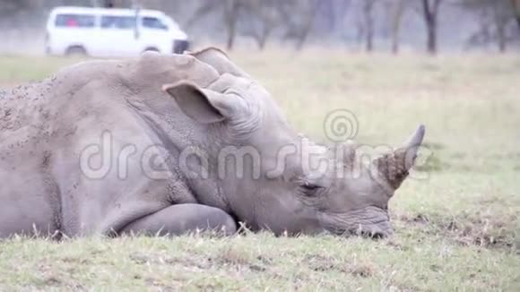 可爱的犀牛躺在草地上视频的预览图