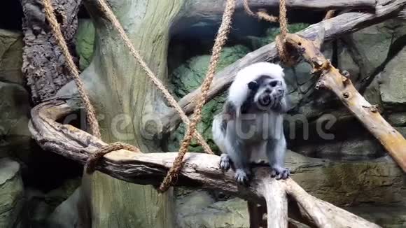 棉花顶部鞑靼坐在猴子的树枝上视频的预览图