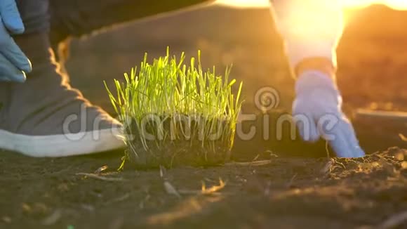 女农民在地上放了一个幼苗原型视频的预览图