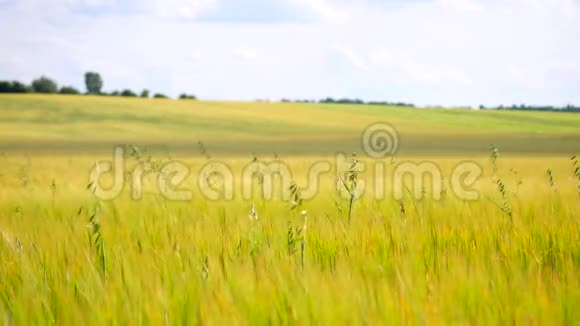 夏季生长在大麦地的青燕麦草成熟玉米的田间视频的预览图