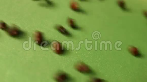 绿色背景下的棕色豆子慢动作特写镜头垂直平底锅2射击视频的预览图