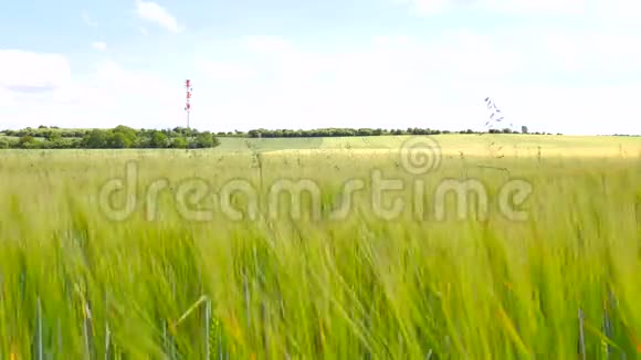 夏季生长在大麦地的青燕麦草成熟玉米的田间视频的预览图