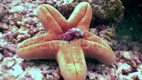 马尔代夫海底的海星靠近海底视频的预览图