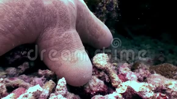马尔代夫海底的海星靠近海底视频的预览图