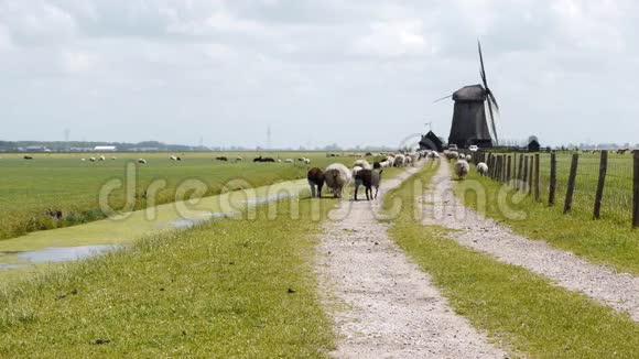 荷兰风力发电机和绵羊视频的预览图