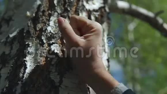 清澈的春天的天空桦树树干象征着俄罗斯的自然手视频的预览图