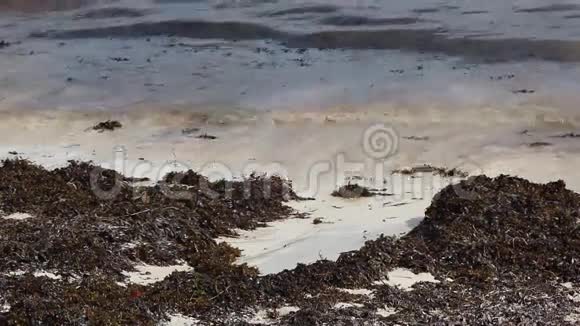 白色沙滩上的海草视频的预览图