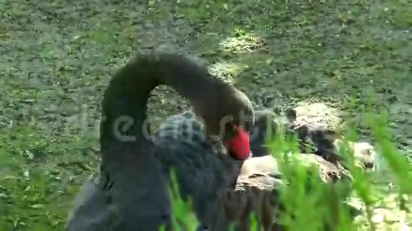 黑天鹅躲在翅膀下视频的预览图