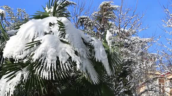 棕榈树被雪覆盖视频的预览图