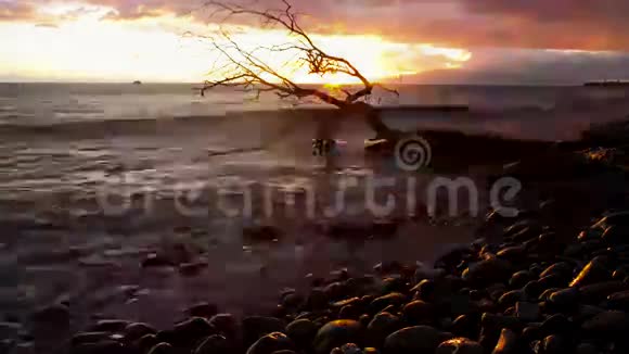 日落时海洋中的枯树视频的预览图