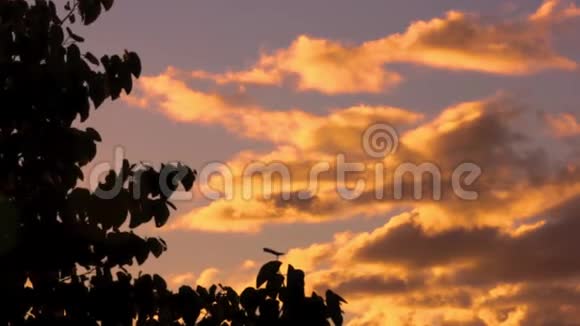 金色的云彩日落与树视频的预览图