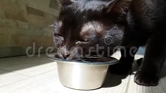 猫吃干粮毛茸茸的小猫从盘子里慢吞吞地吃晚饭视频的预览图