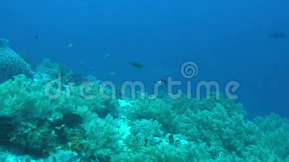珊瑚礁上的银尖鲨4k视频的预览图