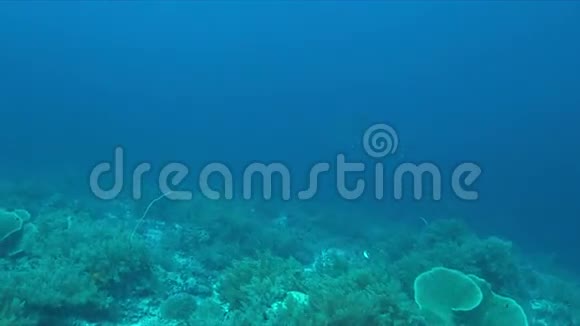 珊瑚礁上的银尖鲨4k视频的预览图