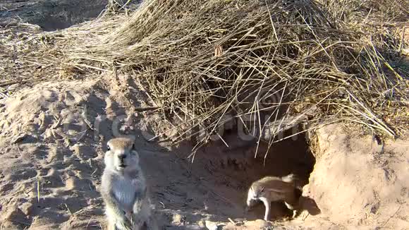 地角松鼠在洞穴入口处的雪勒斯视频的预览图