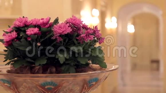 粉红色的鲜花放在一个带有装饰的大花瓶里视频的预览图