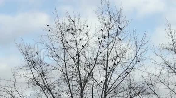 从树上飞下来的黑鸟视频的预览图