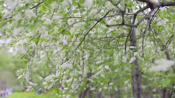 大自然绿叶墙纹理的热带森林植物上黑色背景多汁的春菜美丽美丽视频的预览图