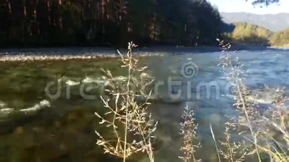 夏天的河流自然的景观溪流的景色海岸的河流草叶视频的预览图