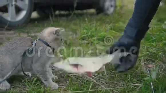英国短毛猫靠近长矛捕鱼在野营中与淡水鱼和渔夫的手在草地上玩耍视频的预览图