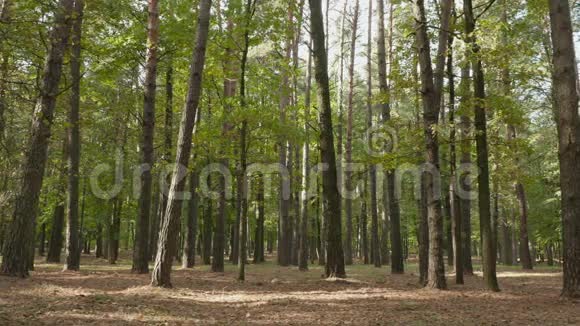 松树的森林秋天的白天光滑的娃娃射击视频的预览图