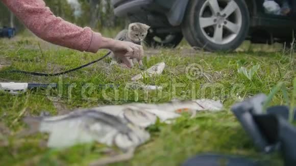 英国短毛猫靠近长矛捕鱼在野营中与淡水鱼和主人的手在草地上玩耍视频的预览图