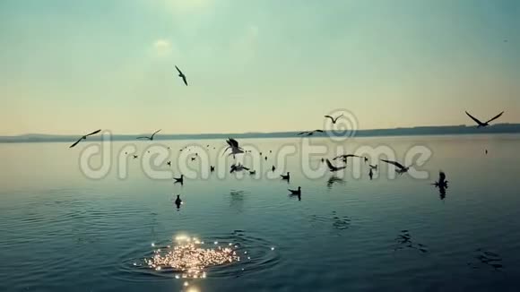 日落时分湖上的一群鸟视频的预览图