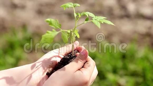 幼儿双手捧着幼嫩的植物在春天的绿色背景下生态概念视频的预览图