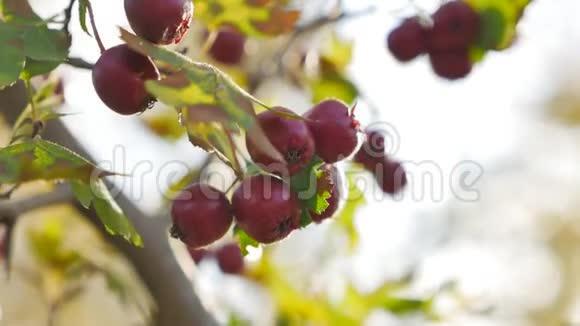 多刺枝上的红色浆果红色浆果秋天的树枝阳光和叶子在荆棘或山楂上视频的预览图