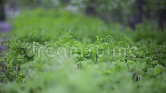 大自然绿叶墙纹理的热带森林植物上黑色背景多汁的春菜美丽美丽视频的预览图