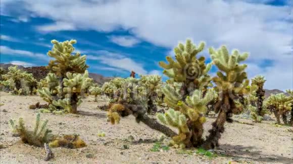 花莲仙人掌园时光流逝电影视频的预览图