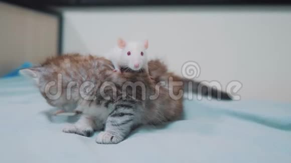 小灰小猫猫和白鼠互相嗅嗅有趣的罕见视频老鼠生活方式和小可爱小猫视频的预览图