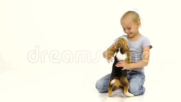 可爱的小猎犬小狗坐在女孩的膝上视频的预览图