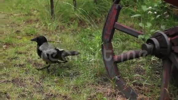 一只黑色的乌鸦走在短截的绿草上视频的预览图