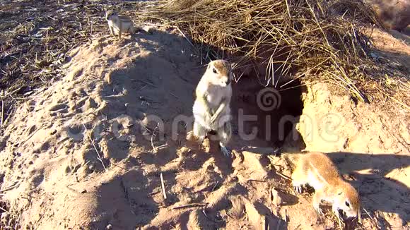 地角松鼠在洞穴入口处的雪勒斯视频的预览图