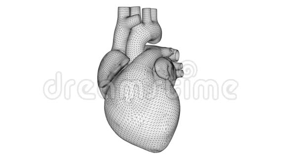 白色3D线架心脏跳动人的心脏白色背景视频的预览图